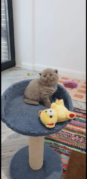 Scottish Fold Blue puiuți 2 luni! - imagine 2