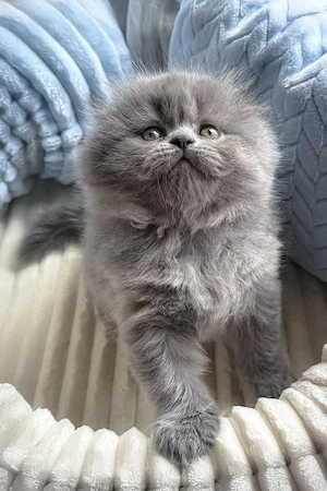Scottish Fold Blue puiuți 2 luni! - imagine 3
