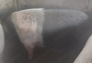Porci bazna
