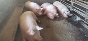 De vânzare la 5 min de Cluj  porci de sacrificat rasa de carne - imagine 2