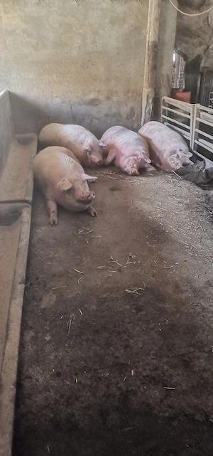 De vânzare la 5 min de Cluj  porci de sacrificat rasa de carne - imagine 5