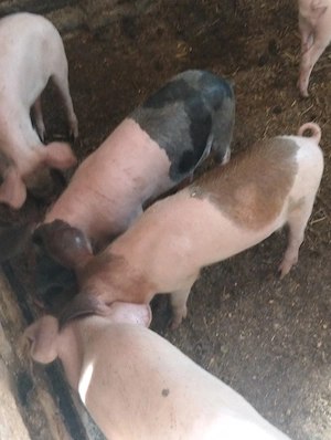 Șoldani de13 săptămâni 