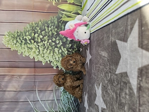 Poodle Toy - imagine 3