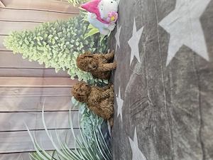 Poodle Toy - imagine 5