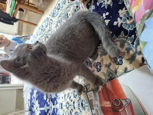 Vand pui de pisica british shorthair  - imagine 5