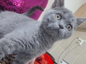Vand pui de pisica british shorthair  - imagine 4