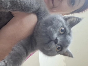 Vand pui de pisica british shorthair  - imagine 2