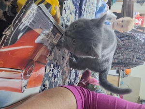 Vand pui de pisica british shorthair  - imagine 3