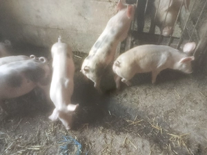 Disponibili purcei Duroc x pietrean 
