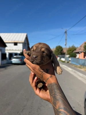 Coker spaniol deosebiți 