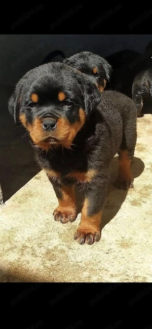 Rottweiler