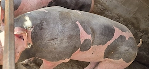 porc de carne  - imagine 3