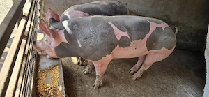 porc de carne  - imagine 2