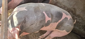 porc de carne 