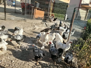 Cocosi de vânzare 