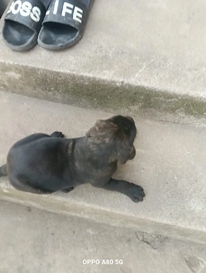 Pui cane corso