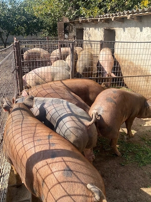 Porci de vânzare de carne  - imagine 2