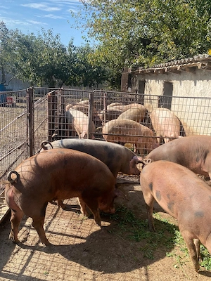 Porci de vânzare de carne 
