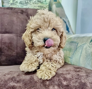   3 Cățelușe MALTIPOO    - imagine 2