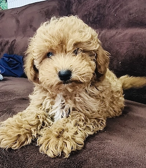   3 Cățelușe MALTIPOO   
