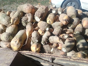 Sfeclă furajera 