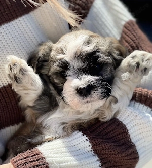 Bichon havanez superbi