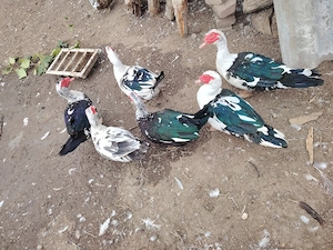 Ratoi muti de casa