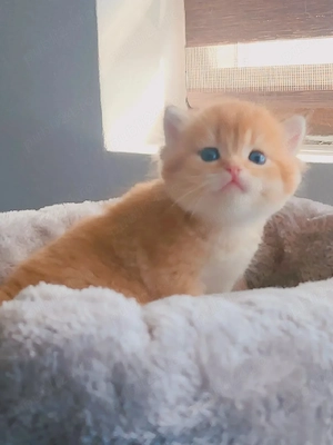 british golden shaded