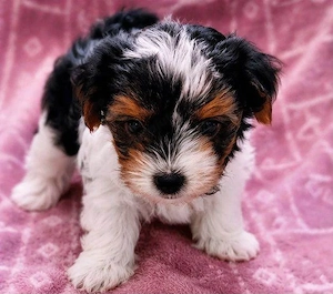 Bichon havanez superbi