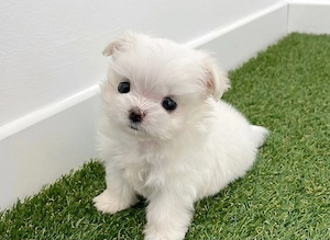 Bichon maltez fata și baiat