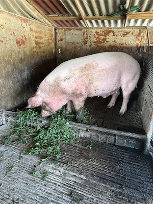 Porc de carne  - imagine 3