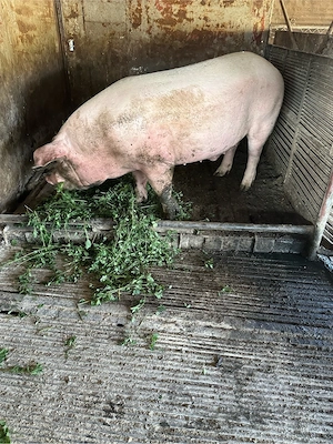 Porc de carne  - imagine 2