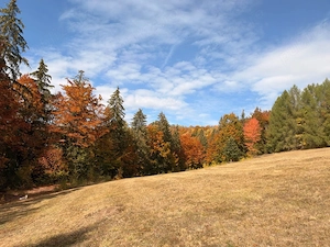 Vând teren situat în Scărișoara, județul Alba, într-o zonă liniștită, în mijlocul naturii - imagine 2