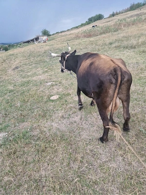 Vaca de vanzare - imagine 2