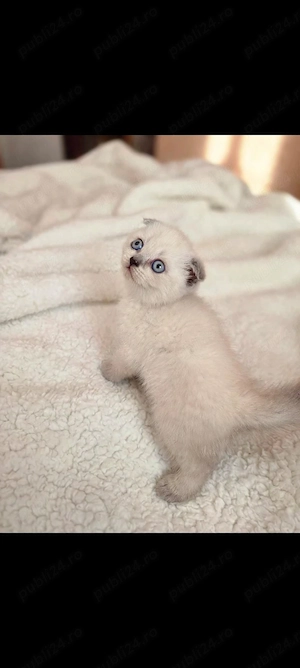 Scottish fold și scottish color point 