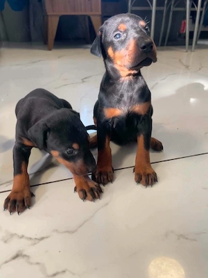 Cățeluși doberman pinscher 