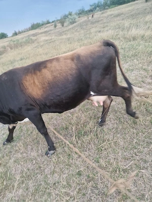 Vaca de vanzare