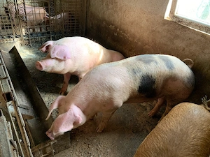 Vand porc 