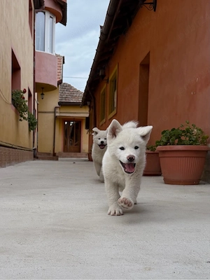 Pui Akita Inu  - imagine 3