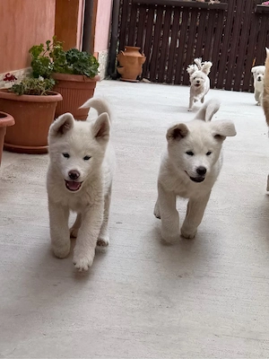 Pui Akita Inu  - imagine 4