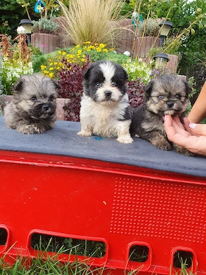 pomerian mini toy