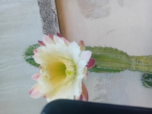 Vind cactus și aloia 