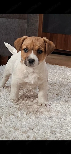 Jack Russel Terrier 