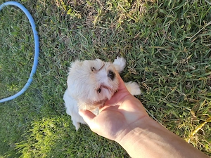 Bichon maltez talie mica