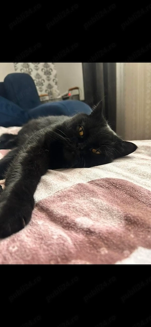 Ofer spre adopție motan british