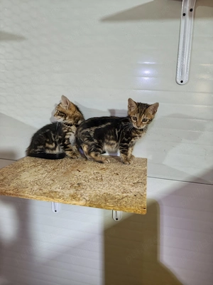  Bengal brown marble female - imagine 4