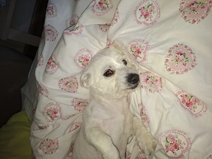 Ofer spre adopție bichon 1-2 ani baiat