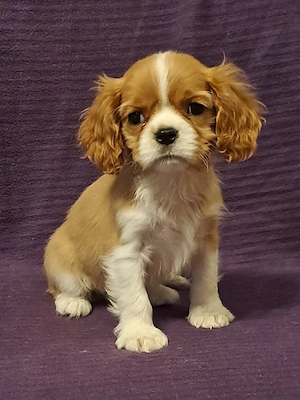 Cavalier King Charles 