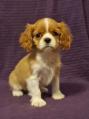 Cavalier King Charles  - imagine 3