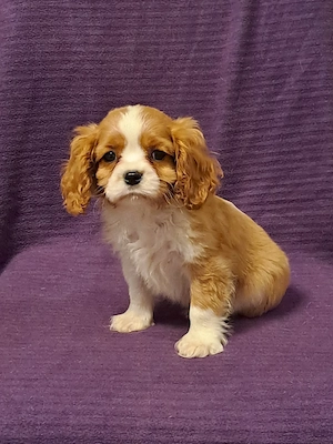 Cavalier King Charles  - imagine 4